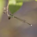 Male Furtive Forktail