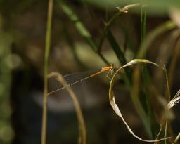 Immature Female Furtive Forktail