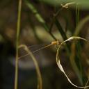 Immature Female Furtive Forktail