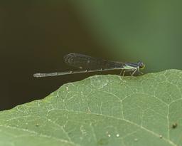 Female Furtive Forktail