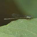 Female Furtive Forktail