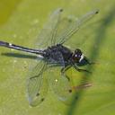 Image of Leucorrhinia intacta imported from iNaturalist.