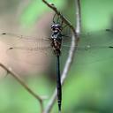 Image of Somatochlora filosa imported from iNaturalist.