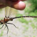 Image of Somatochlora linearis imported from iNaturalist.