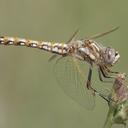 Image of Sympetrum corruptum imported from iNaturalist.