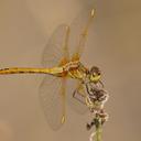 Image of Sympetrum costiferum imported from iNaturalist.