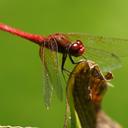 Image of Sympetrum illotum imported from iNaturalist.