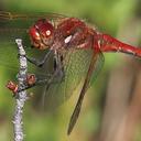 Image of Sympetrum madidum imported from iNaturalist.