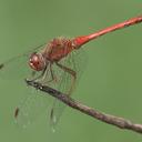 Image of Sympetrum vicinum imported from iNaturalist.