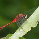 Image of Sympetrum obtrusum imported from iNaturalist.