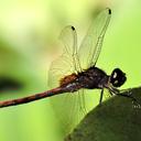 Image of Tauriphila australis imported from iNaturalist.