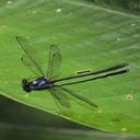 Image of Teinopodagrion mercenarium imported from iNaturalist.