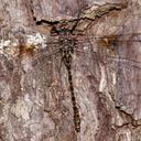 A female Taper-Tailed Darner clinging to the side of a coniferous tree.