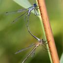 Image of Lestes sponsa imported from iNaturalist.