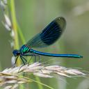 Image of Calopteryx splendens imported from iNaturalist.