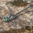 Image of Hylogomphus viridifrons imported from iNaturalist.