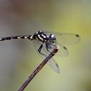 Image of Hylaeothemis fruhstorferi imported from iNaturalist.