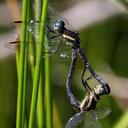 Image of Dasythemis mincki imported from iNaturalist.