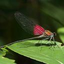 Image of Archineura incarnata imported from iNaturalist.