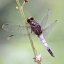 Image of Hadrothemis coacta imported from iNaturalist.