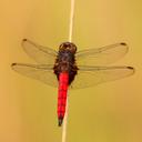 Image of Hadrothemis defecta imported from iNaturalist.