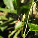 Image of Hadrothemis versuta imported from iNaturalist.