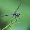 Image of Neodythemis preussi imported from iNaturalist.