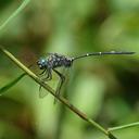 Image of Olpogastra lugubris imported from iNaturalist.