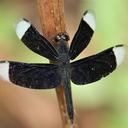 Image of Neurothemis decora imported from iNaturalist.