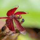 Image of Neurothemis ramburii imported from iNaturalist.