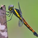 Image of Protorthemis coronata imported from iNaturalist.