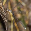 Image of Philogenia monotis imported from iNaturalist.