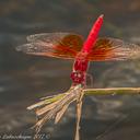 Image of Brachythemis lacustris imported from iNaturalist.