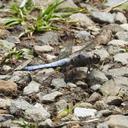 Image of Libellula foliata imported from iNaturalist.