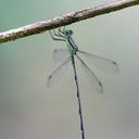 Image of Orolestes wallacei imported from iNaturalist.