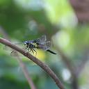 Image of Protorthemis woodfordi imported from iNaturalist.