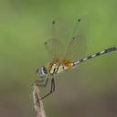 Image of Trithemis pallidinervis imported from iNaturalist.