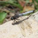 Image of Orthetrum austeni imported from iNaturalist.