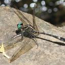 Image of Atoconeura eudoxia imported from iNaturalist.