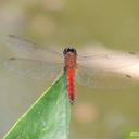 Image of Trithetrum navasi imported from iNaturalist.