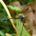 Image of Orientogomphus indicus imported from iNaturalist.