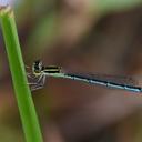 Image of Agriocnemis nana imported from iNaturalist.