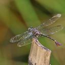 Image of Ictinogomphus acutus imported from iNaturalist.