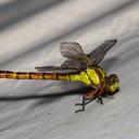 Image of Megalogomphus borneensis imported from iNaturalist.