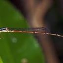 Image of Mortonagrion aborense imported from iNaturalist.