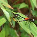 Image of Epithemis mariae imported from iNaturalist.