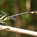 Image of Megalogomphus ceylonicus imported from iNaturalist.