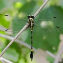 Image of Melligomphus acinaces imported from iNaturalist.