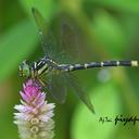 Image of Orientogomphus minor imported from iNaturalist.