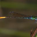 Image of Mortonagrion alcyone imported from iNaturalist.